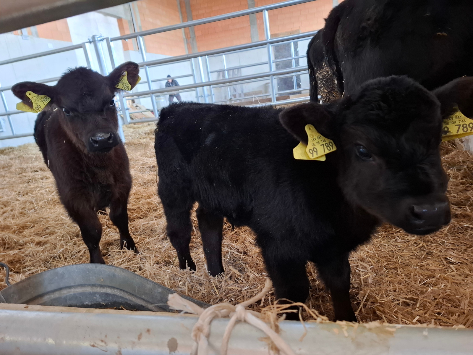 100% Vollblut Lowline-Angus Jungstier