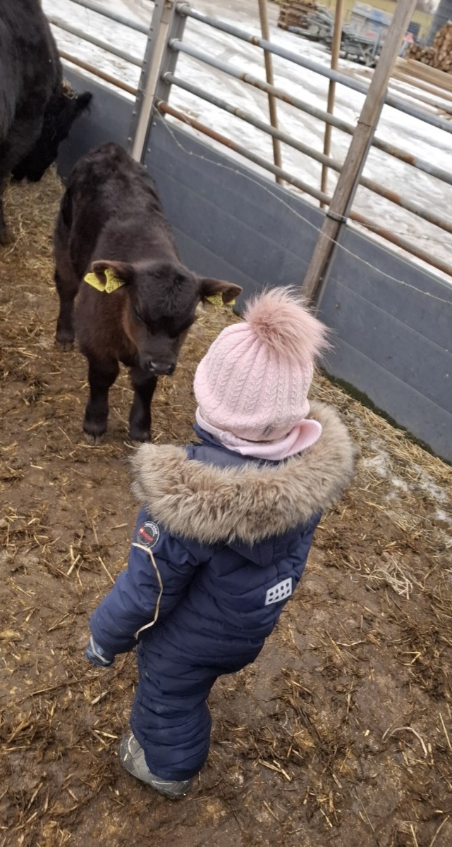 100% Vollblut Lowline-Angus Jungstier